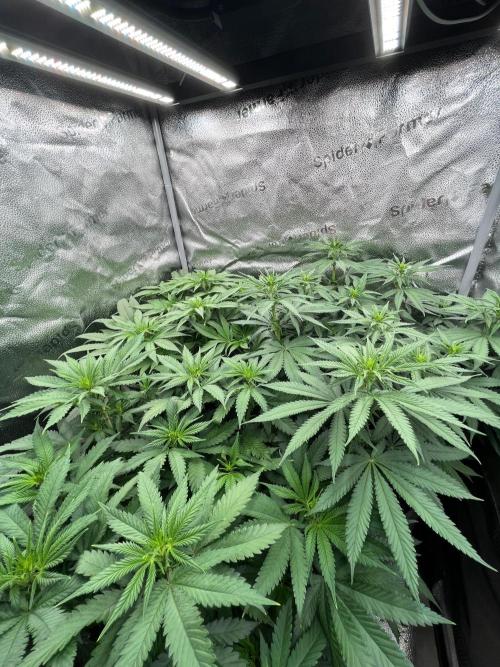 Divine OG Kush indoor run. Week 7