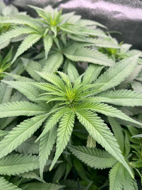 Divine OG Kush indoor run. Week 7