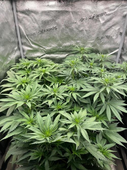 Divine OG Kush. Week 7
