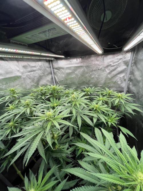 Divine OG Kush indoor run. Week 8