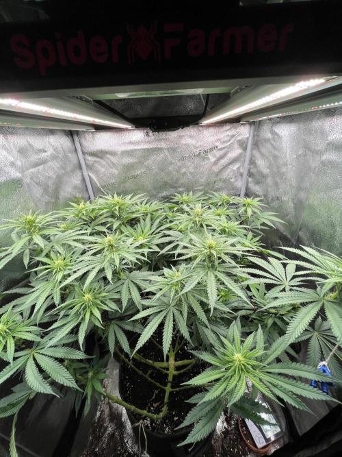 Divine OG Kush indoor run. Week 8