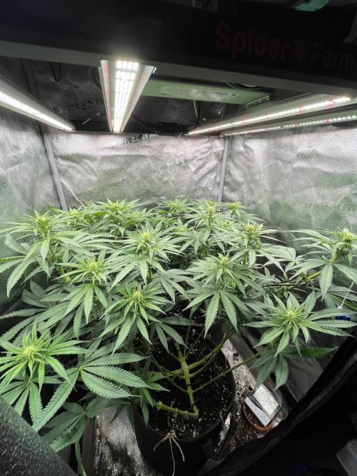 Divine OG Kush indoor run. Week 8