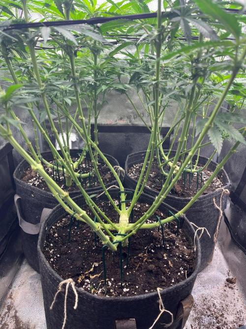 Divine OG Kush indoor run. Week 8