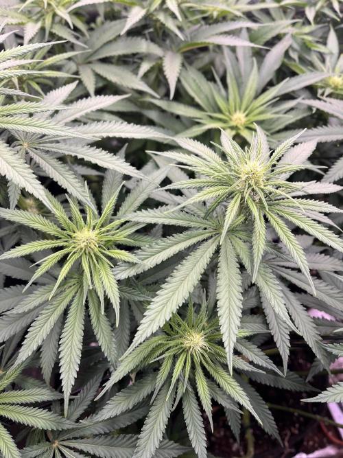 Divine OG Kush indoor run. Week 8