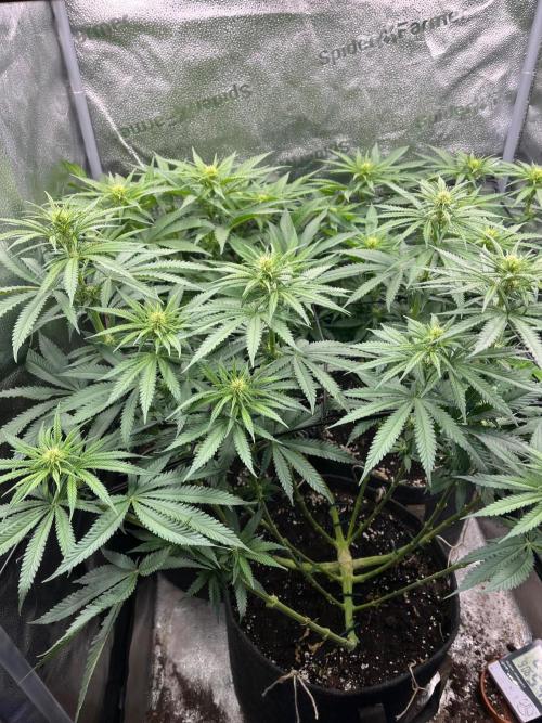 Divine OG Kush indoor run. Week 8