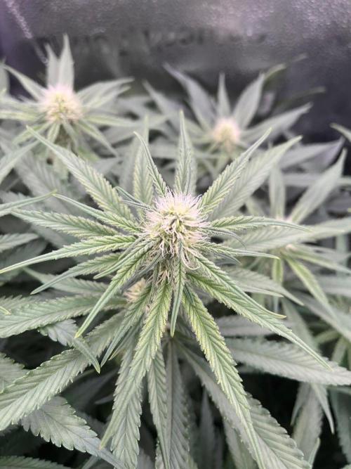Divine OG Kush indoor run. Week 9