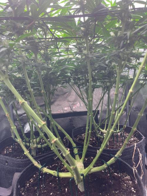 Divine OG Kush indoor run. Week 9