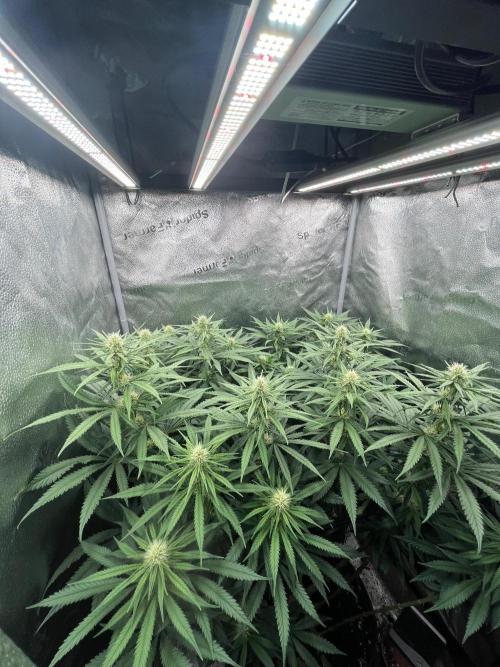 Divine OG Kush indoor run. Week 9