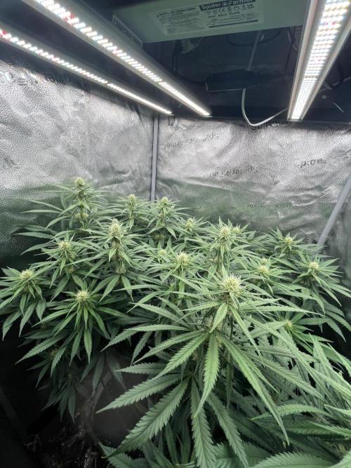 Divine OG Kush indoor run. Week 9