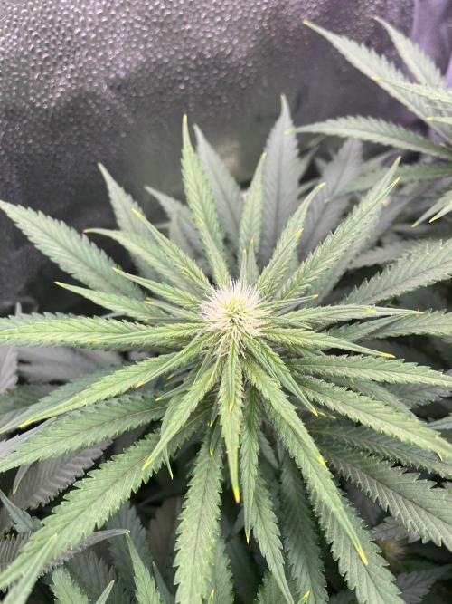 Divine OG Kush indoor run. Week 9