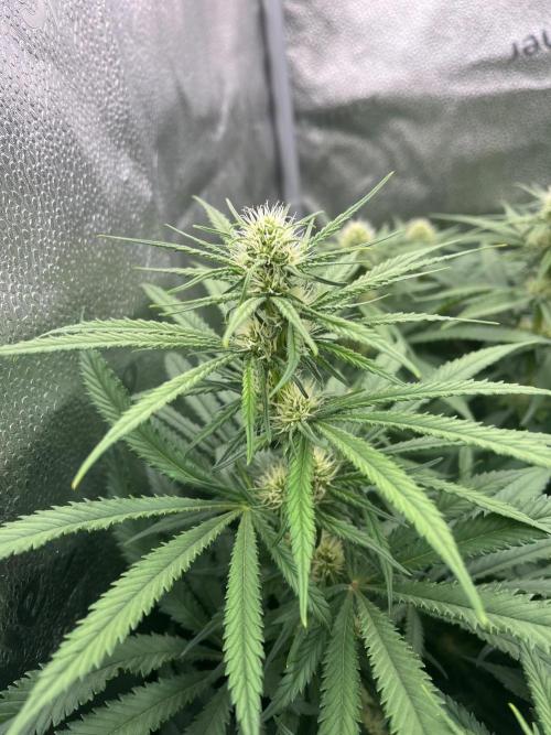 Divine OG Kush indoor run. Week 9