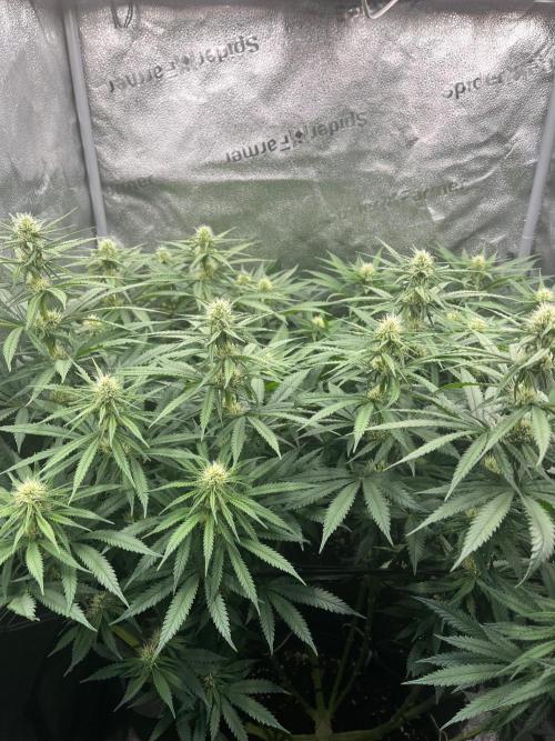 Divine OG Kush indoor run. Week 9