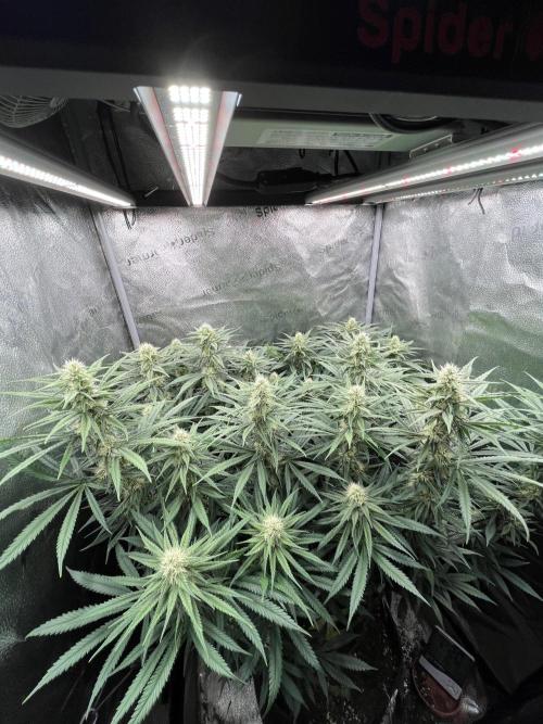 Divine OG Kush indoor run. Week 10