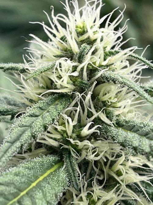 Divine OG Kush indoor run. Week 10