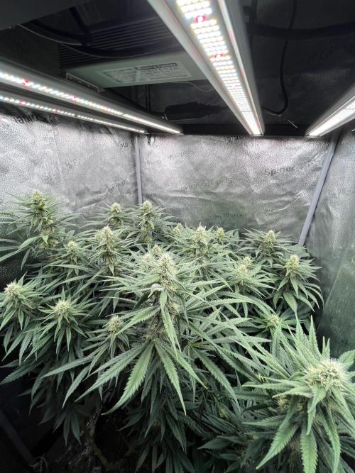 Divine OG Kush indoor run. Week 10
