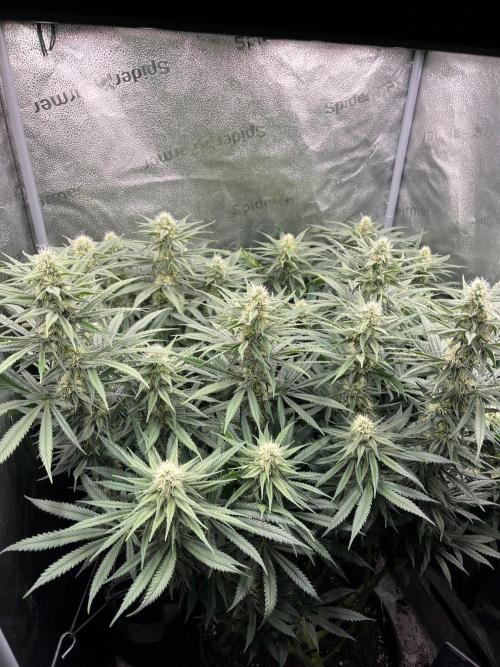 Divine OG Kush indoor run. Week 10