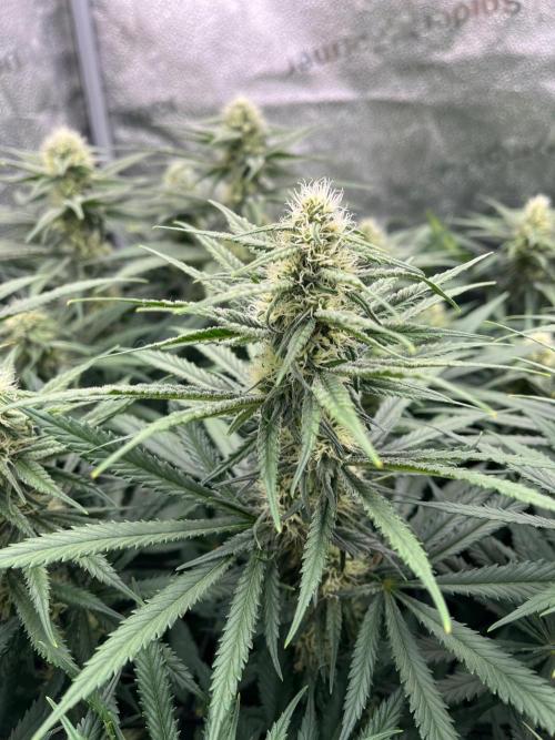 Divine OG Kush indoor run. Week 10
