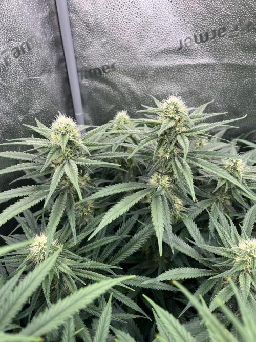Divine OG Kush indoor run. Week 10