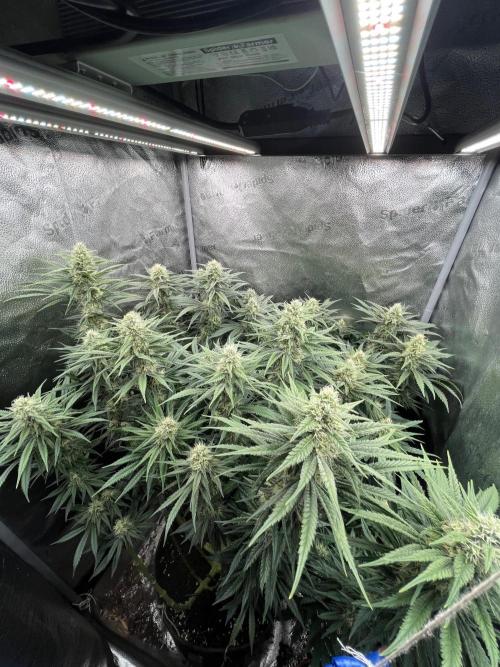 Divine OG Kush indoor run. Week 11