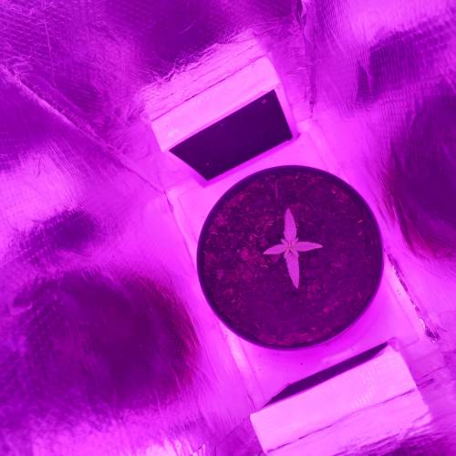 Royal Dwarf - spacebin microgrow. Week 2 - Day 11