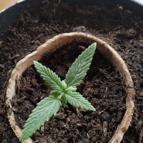 Royal Dwarf - spacebin microgrow. Week 2 - Day 10