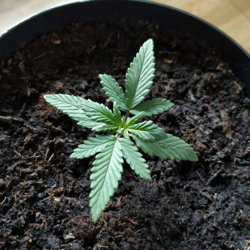 Royal Dwarf - spacebin microgrow. Week 2 - Day 13