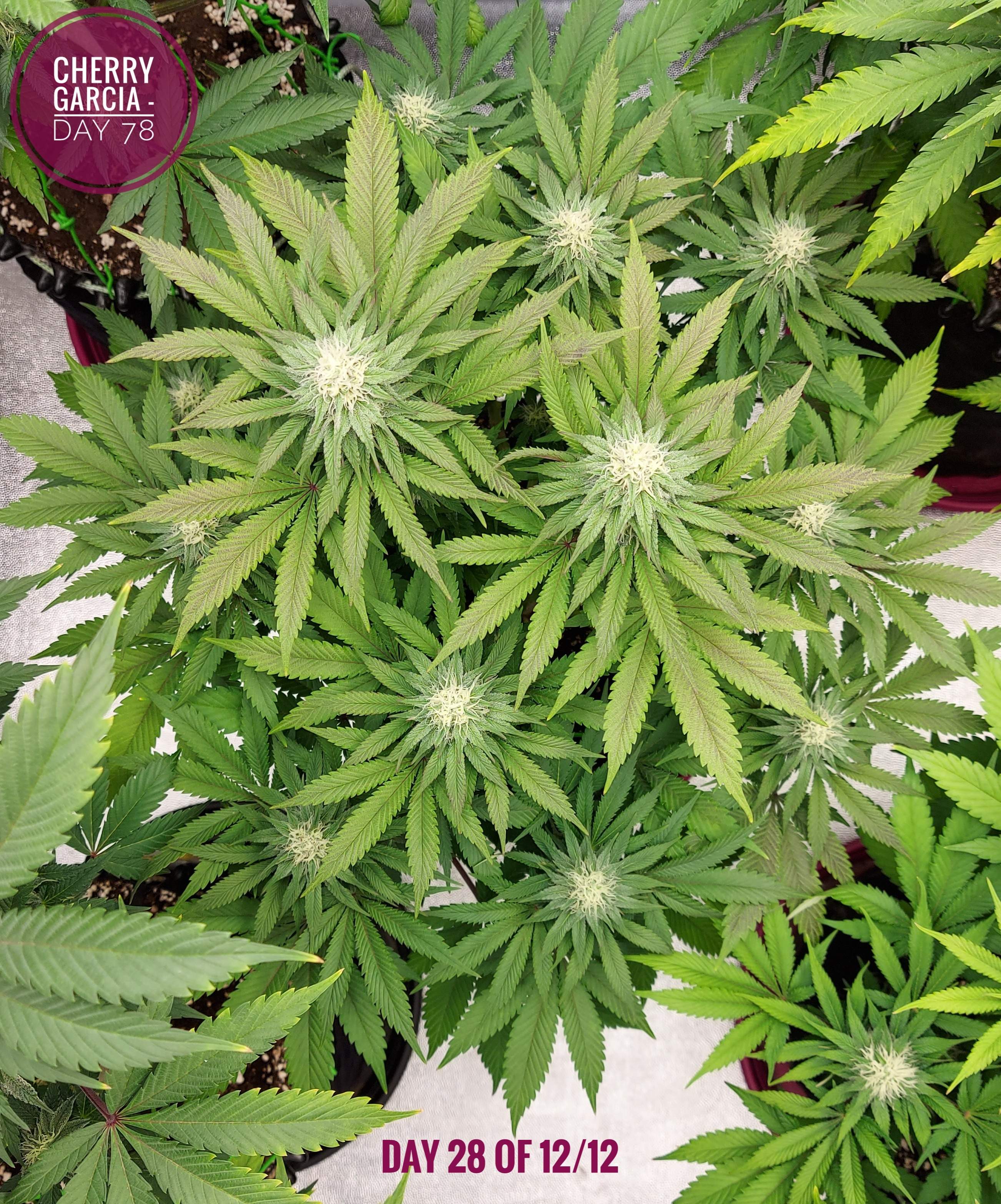 ETHOS Cherry Garseeya R1 grow diary (journal) week12 by