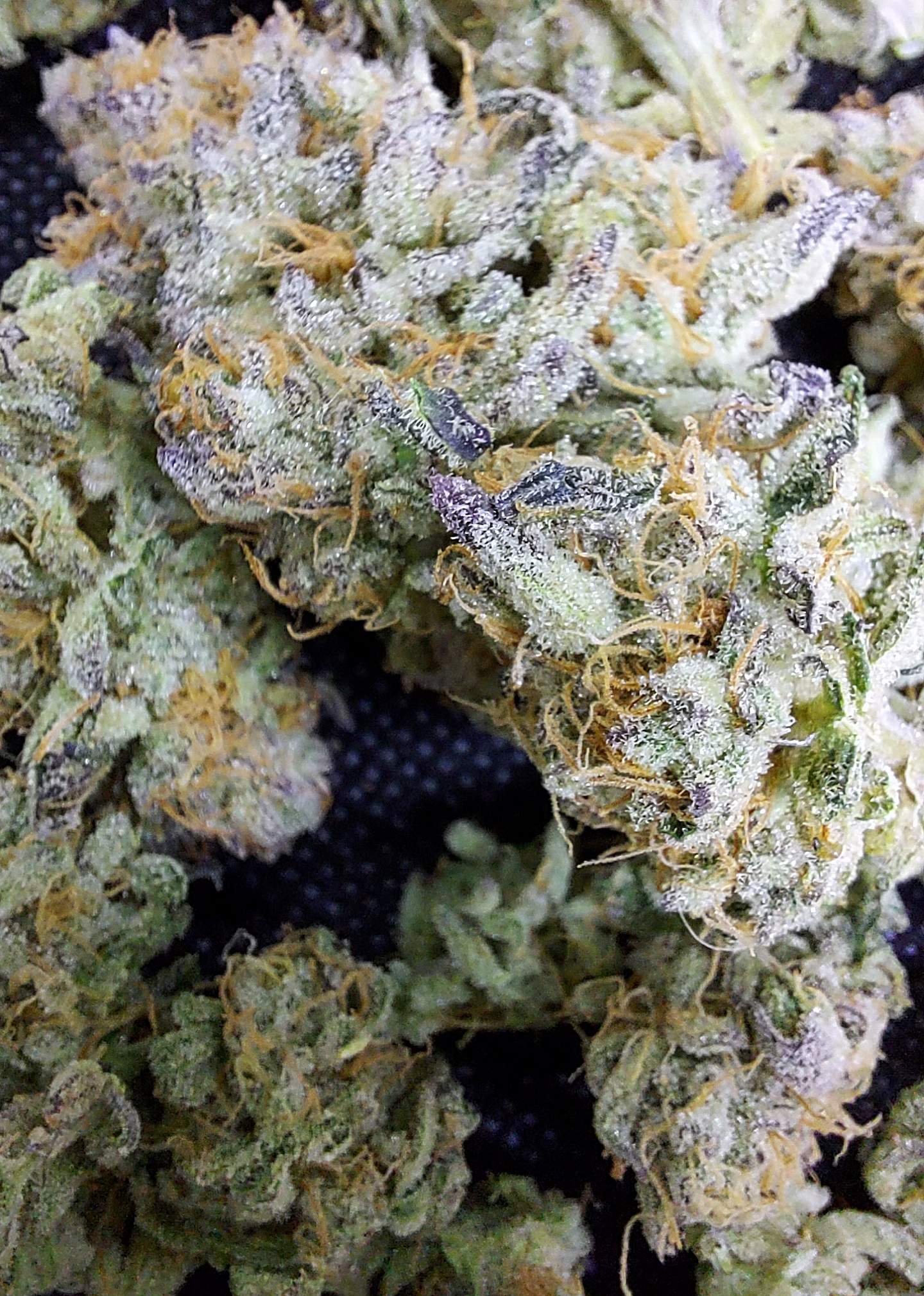 ETHOS Mandarin Cookies R1 V2 grow diary (journal) harvest15 by