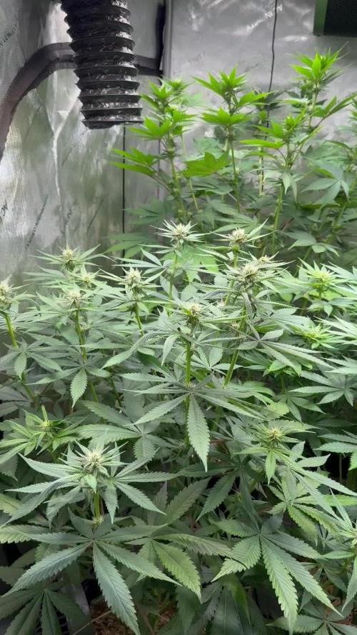 Fast Buds Lemon Mandarin