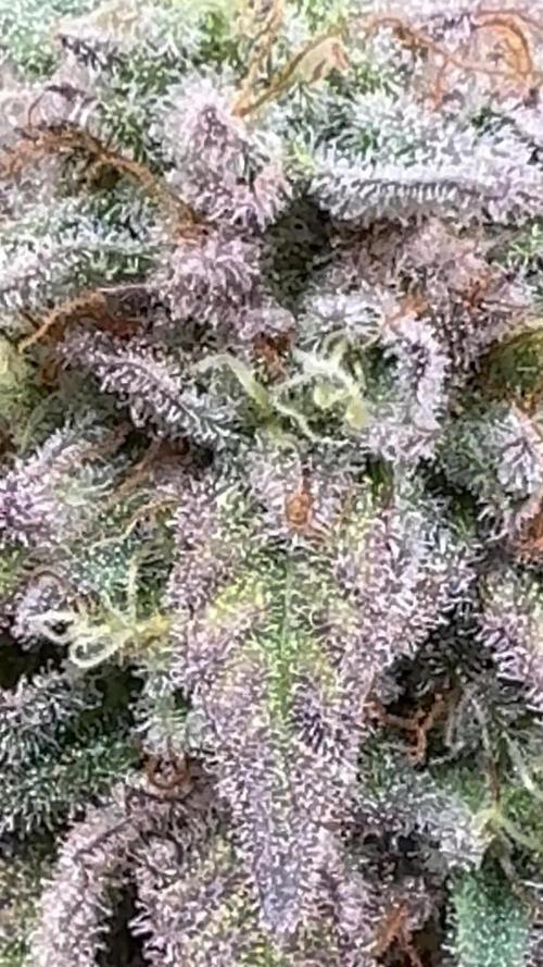 French Macaron Mother *Massive Indoor Plant Grow*