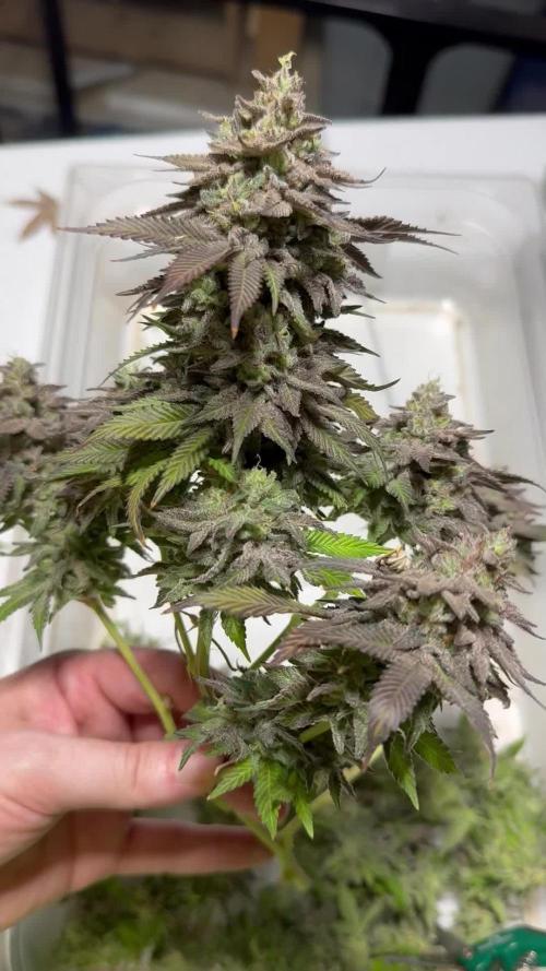 French Macaron Mother *Massive Indoor Plant Grow*