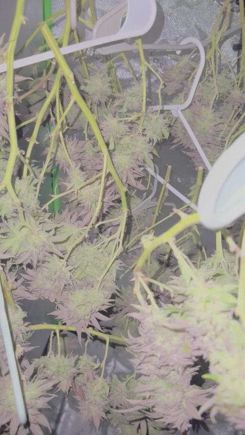 French Macaron Mother *Massive Indoor Plant Grow*