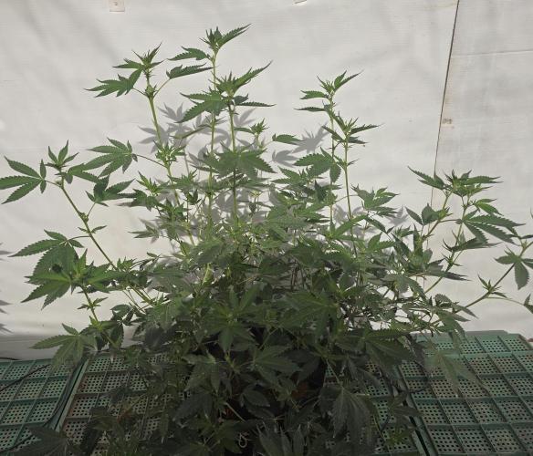 Gelato Feminizada. Week 1