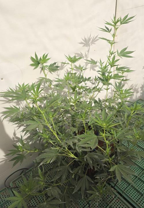 Chesse & Kush Feminizada. Week 1