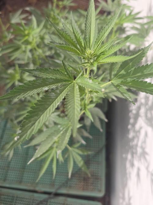 Chesse & Kush Feminizada. Week 1