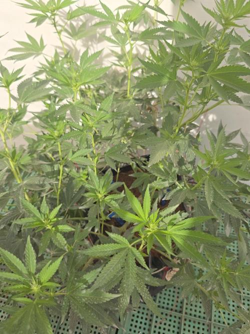 Chesse & Kush Feminizada. Week 1