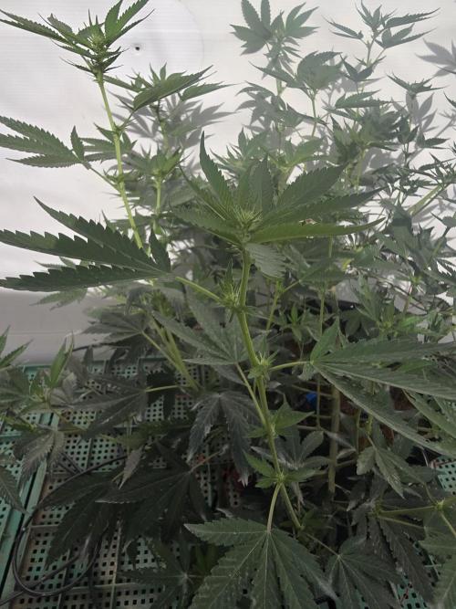 Chesse & Kush Feminizada. Week 1