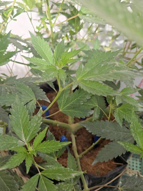 Gelato Feminizada. Week 1