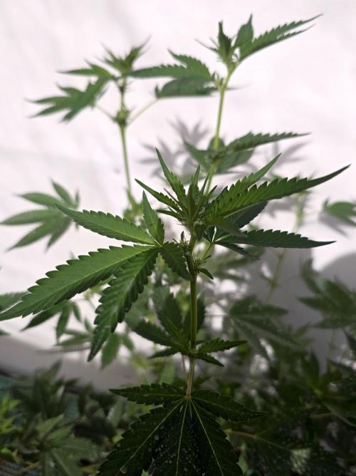 Gelato Feminizada. Week 1