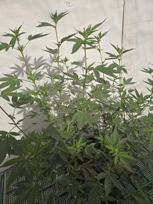 Gelato Feminizada. Week 1