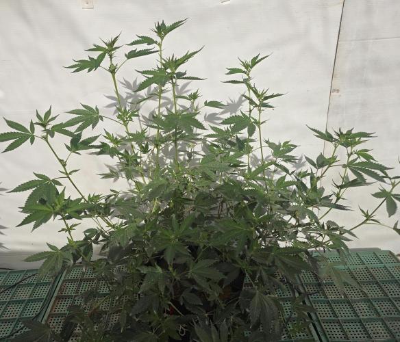 Gelato Feminizada. Week 1