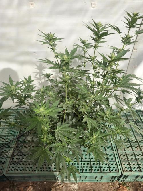 Gelato Feminizada. Week 2