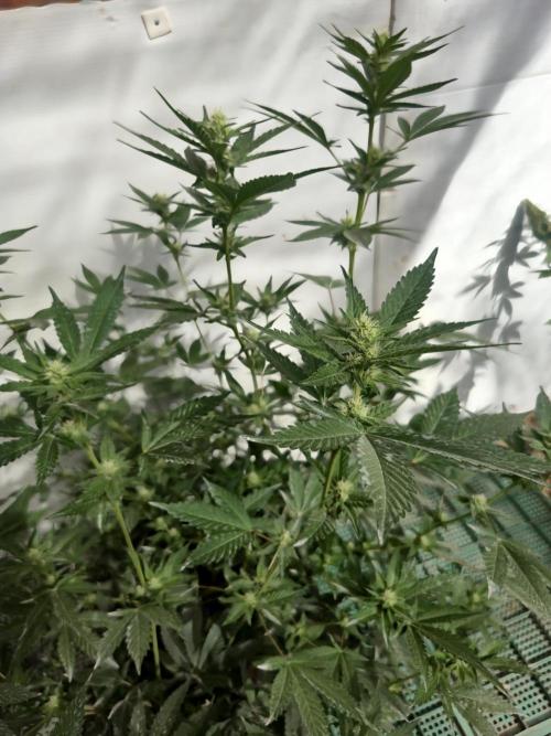 Gelato Feminizada. Week 2