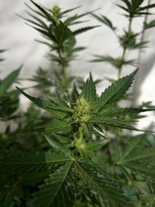 Gelato Feminizada. Week 2