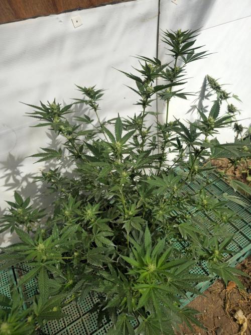 Gelato Feminizada. Week 2