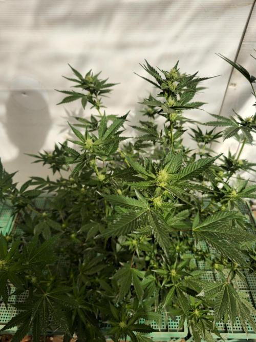 Gelato Feminizada. Week 2