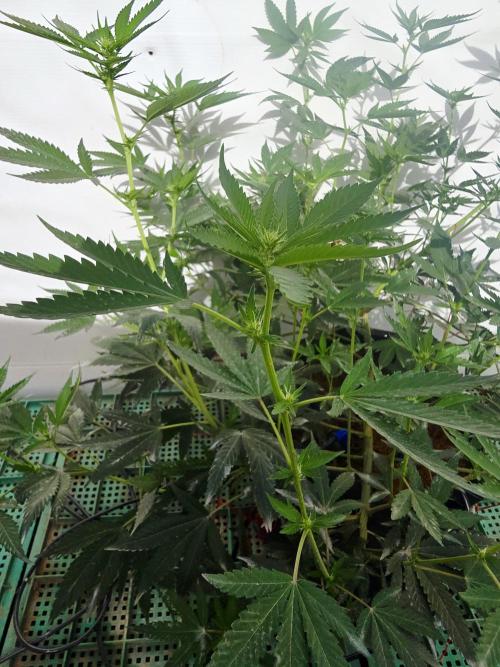 Chesse & Kush Feminizada. Week 1