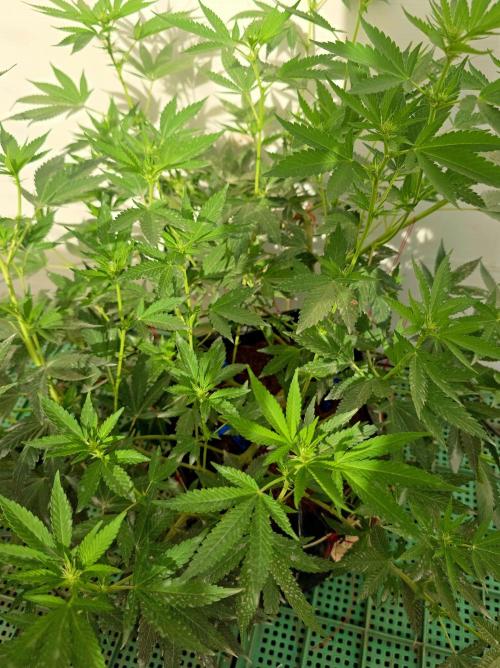 Chesse & Kush Feminizada. Week 1