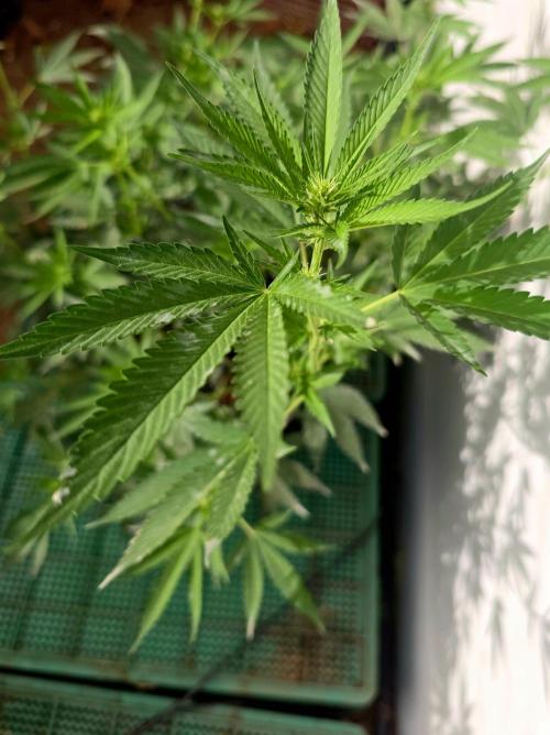 Chesse & Kush Feminizada. Week 1