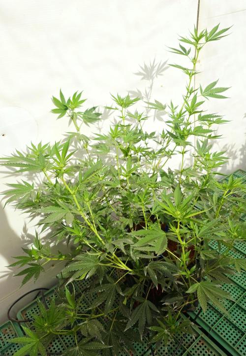 Chesse & Kush Feminizada. Week 1